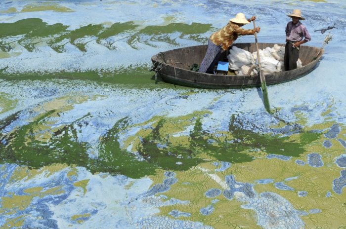 one-way-climate-change-is-choking-aquatic-ecosystems-is-through-algae-blooms-brought-on-by-warming-waters-algae-blooms-produce-toxins-deadly-to-other-organisms-in-the-water-the-striking-colors-in-this-image-of-the-chaohu-lake-in-china-are-caused-by-a